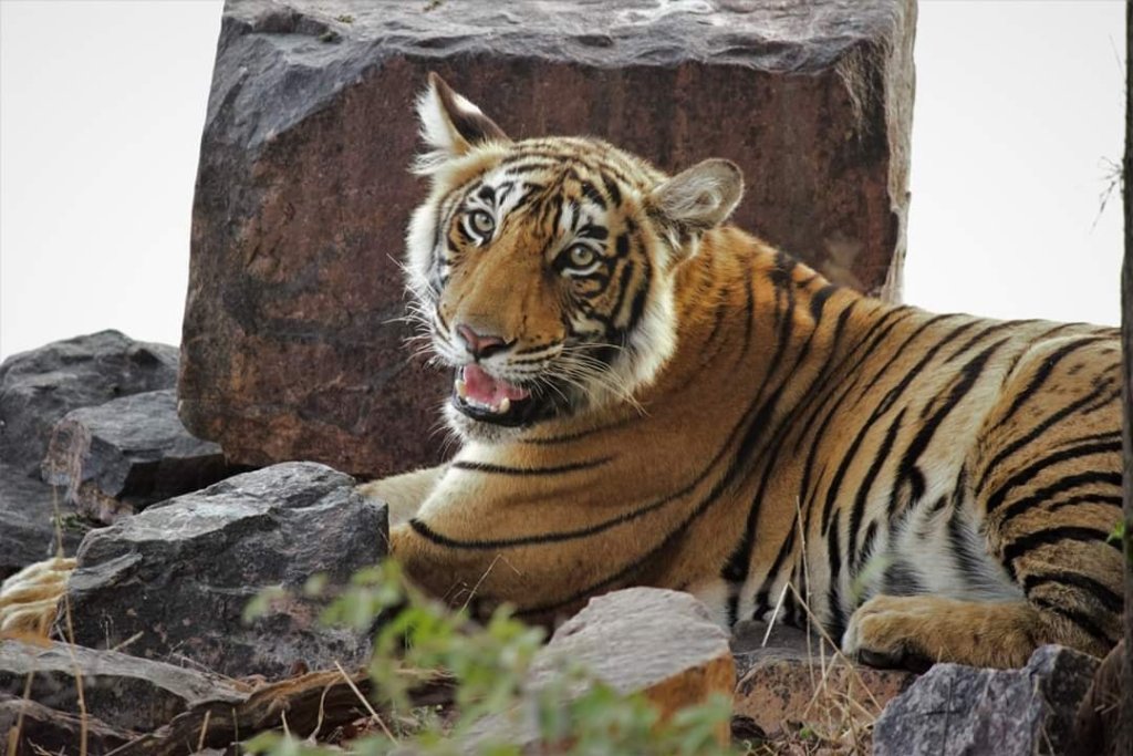 Pench Tiger1