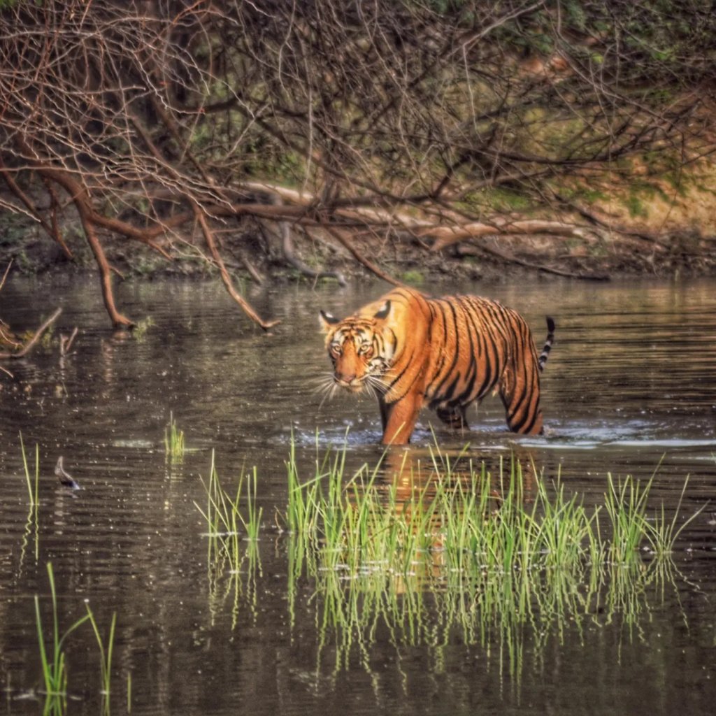 Ranthambore Tiger 5
