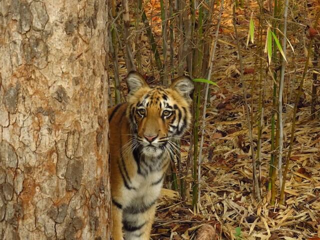 Close-up photograph of a majestic tiger in its natural habitat, representing the Tigers of Maharashtra. The tiger is seen standing tall amidst lush greenery, showcasing its powerful presence and distinctive markings. This image captures the essence of these iconic felines and their magnificent presence in the wild