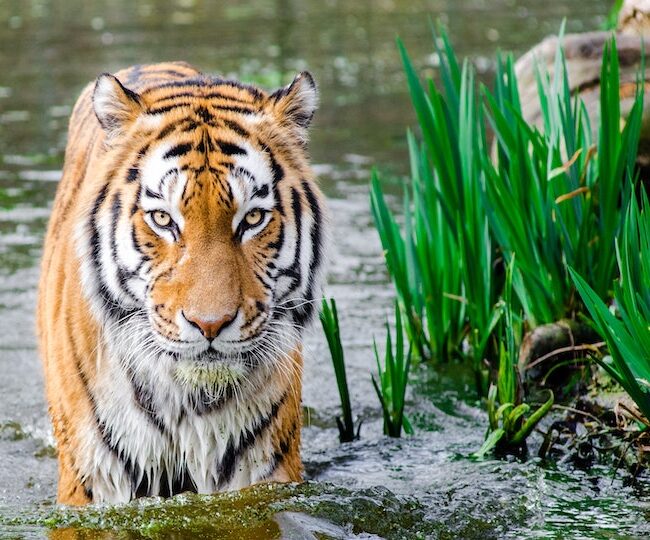 Tiger in Water